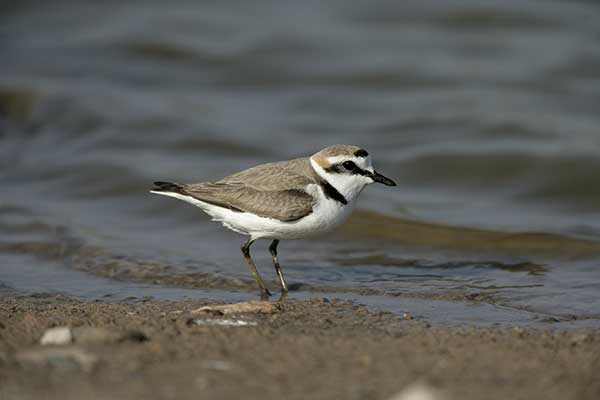 Sieweczka morska (Charadrius alexandrinus)