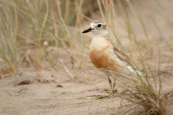 Sieweczka nowozelandzka (Charadrius obscurus)