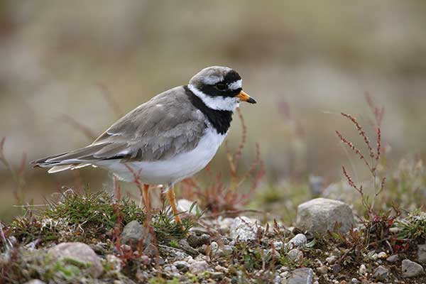 Sieweczka obrożna (Charadrius hiaticula)