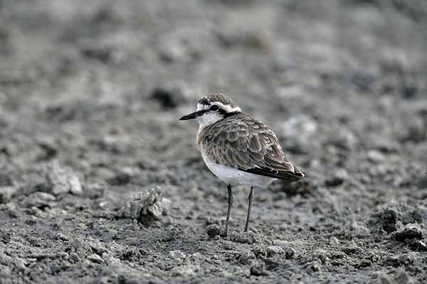 Sieweczka piaskowa (Charadrius pecuarius)