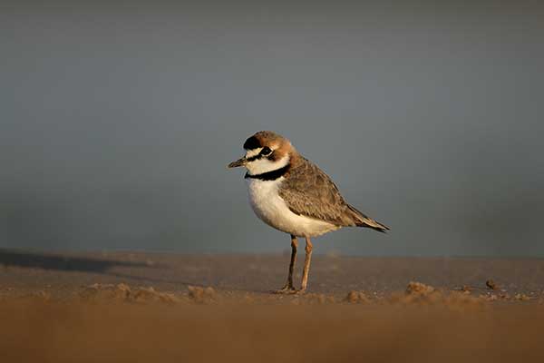 Sieweczka płowa (Charadrius collaris)