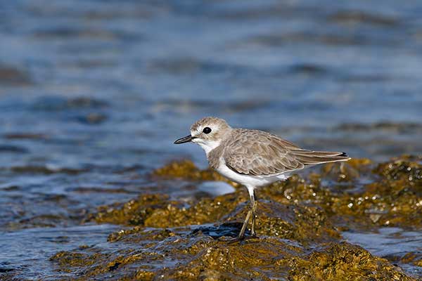 Sieweczka pustynna (Charadrius leschenaultii)