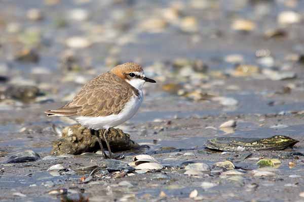 Sieweczka rdzawogłowa (Charadrius ruficapillus)