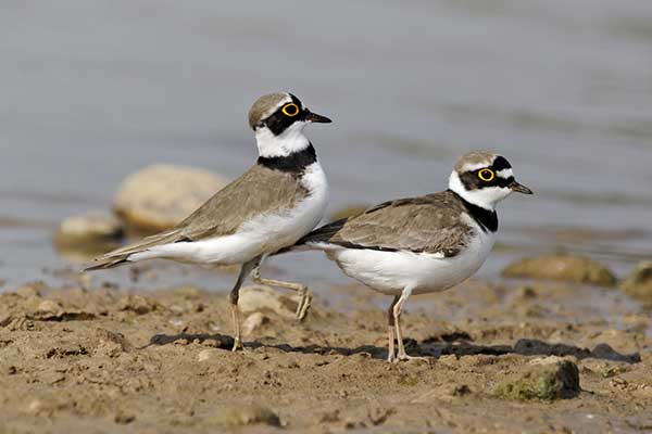 Sieweczka rzeczna (Charadrius dubius)