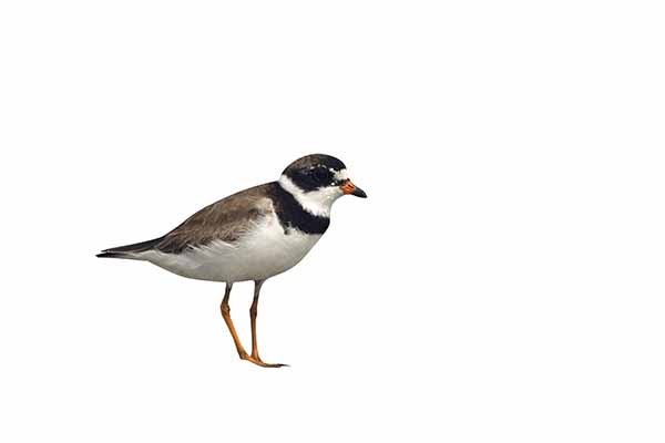 Sieweczka skąpopłetwa (Charadrius semipalmatus)