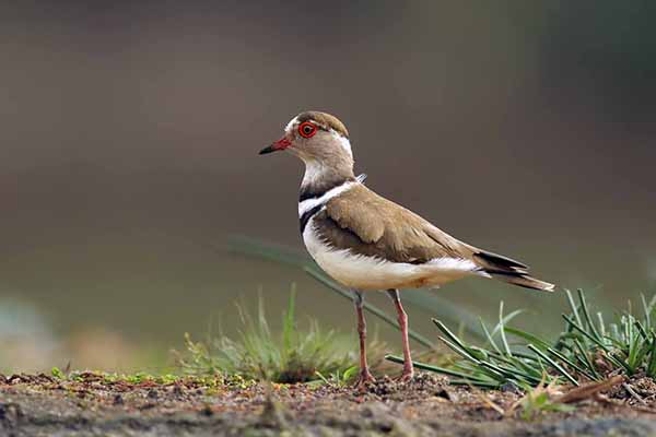 Sieweczka śniada (Charadrius tricollaris)