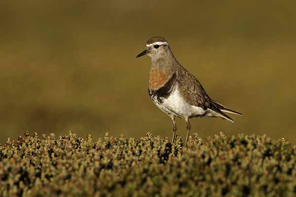 Sieweczka szarolica (Charadrius modestus)