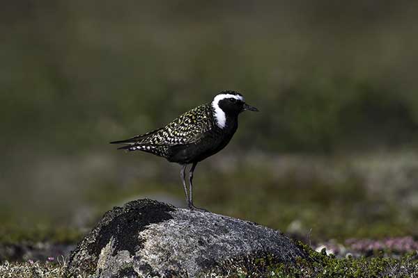 Siewka szara (Pluvialis dominica)