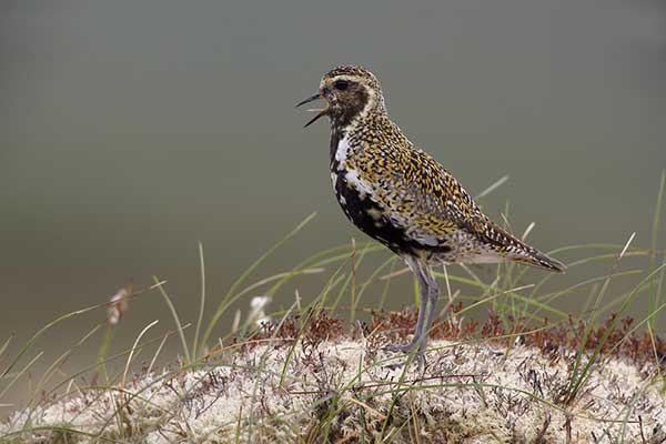 Siewka złota (Pluvialis apricaria)