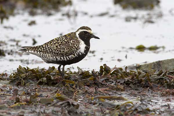 Siewka złotawa (Pluvialis fulva)