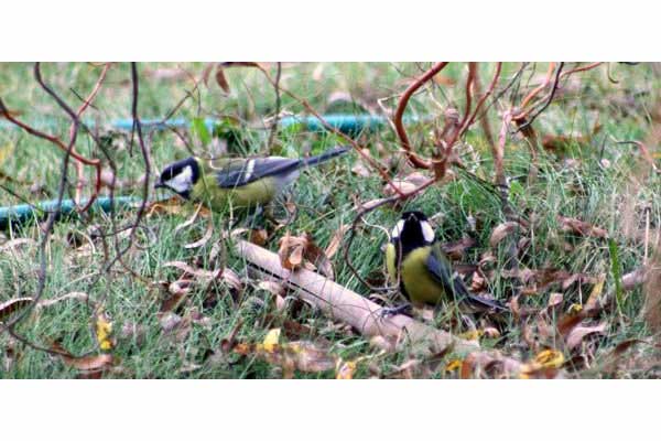 Bogatka (zwyczajna) (Parus major)