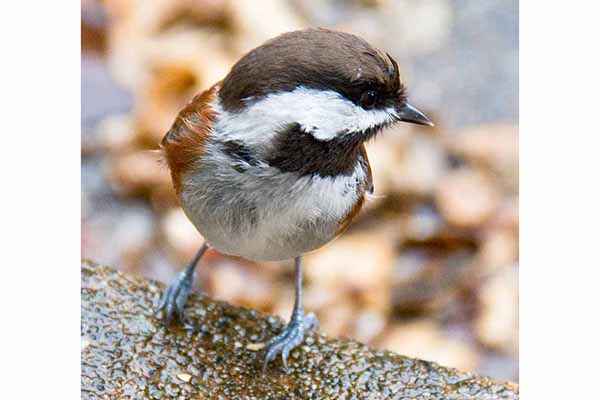 Sikora brunatna (Poecile rufescens)