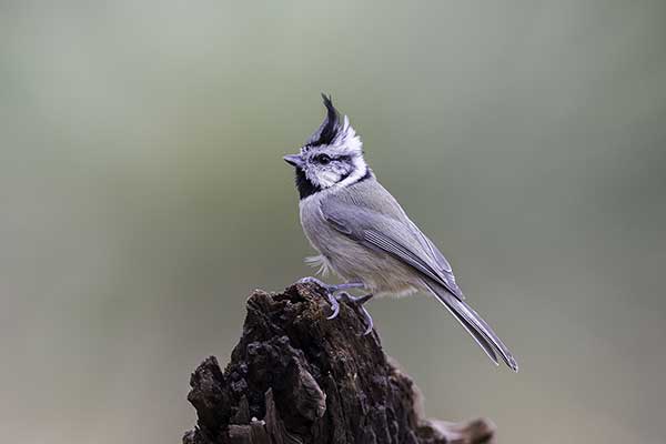 Sikora cuglowa (Baeolophus wollweberi)