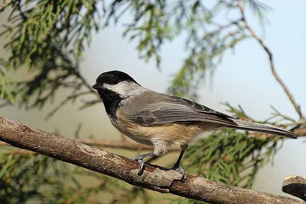 Sikora jasnoskrzydła (Poecile atricapillus)