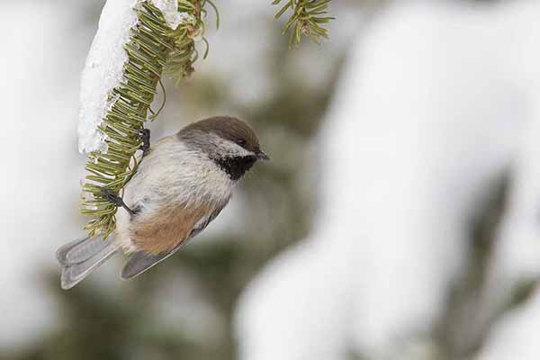 Sikora kanadyjska (Poecile hudsonicus)