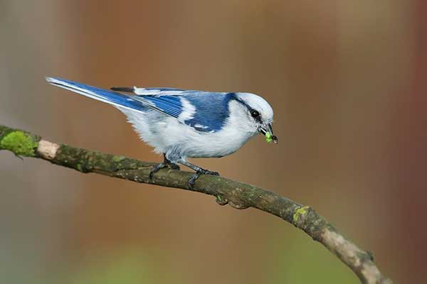 Sikora lazurowa (Cyanistes cyanus)