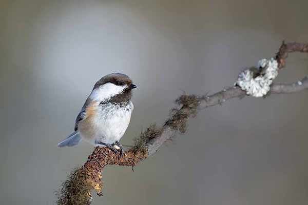 Sikora północna (Poecile cinctus)