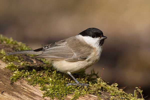 Sikora uboga (Poecile palustris)