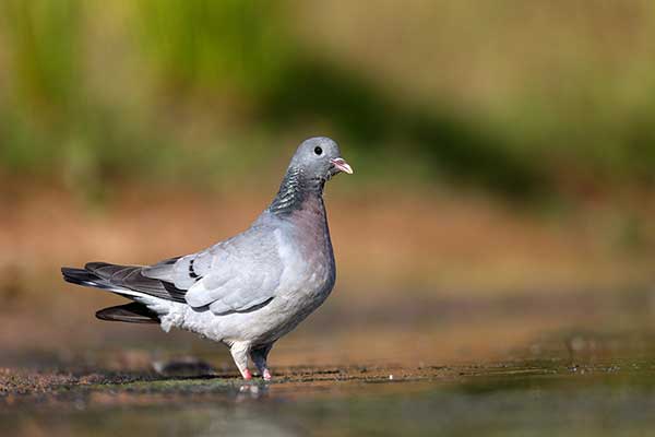 Siniak (Columba oenas)