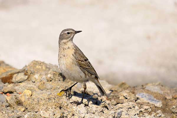 Siwerniak (Anthus spinoletta)