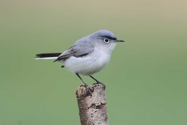 Siwuszka ciemnobrewa (Polioptila caerulea)