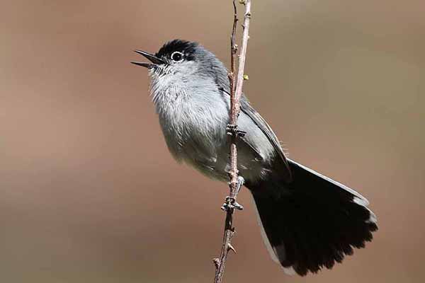 Siwuszka czarnosterna (Polioptila melanura)