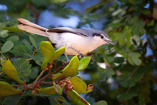 Siwuszka maskowa (Polioptila dumicola)