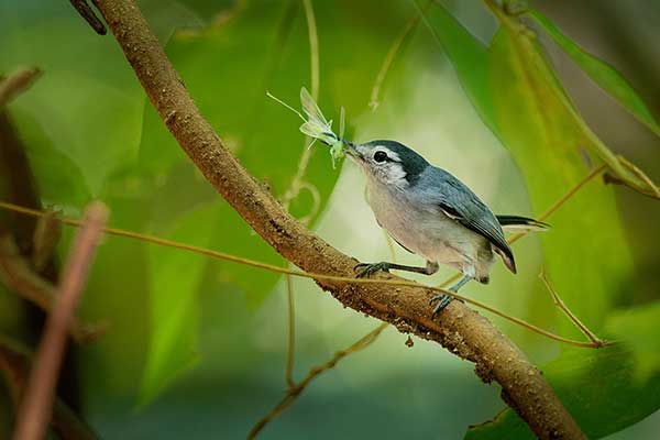 Siwuszka tropikalna (Polioptila plumbea)