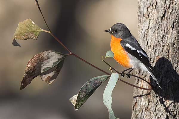 Skalinek czerwonogardły (Petroica phoenicea)