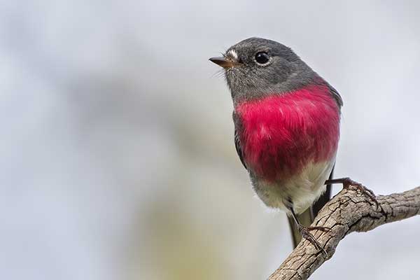 Skalinek różowy (Petroica rosea)