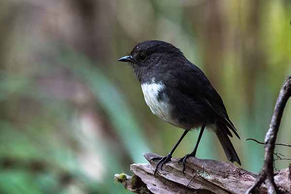 Skalinek wielki (Petroica australis)