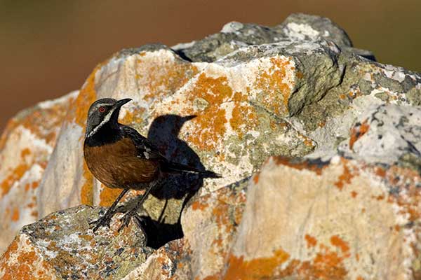 Skałoskoczek duży (Chaetops frenatus)