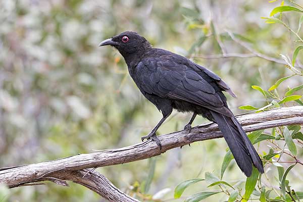 Skałowron (Corcorax melanorhamphos)