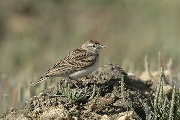 Skowrończyk krótkopalcowy (Calandrella brachydactyla)