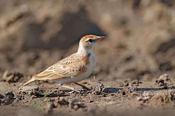 Skowrończyk rdzawołbisty (Calandrella cinerea)