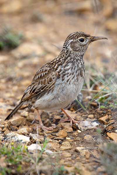 Skowrończyk sierpodzioby (Chersophilus duponti)