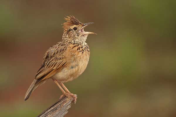 Skowroniec sawannowy (Mirafra africana)