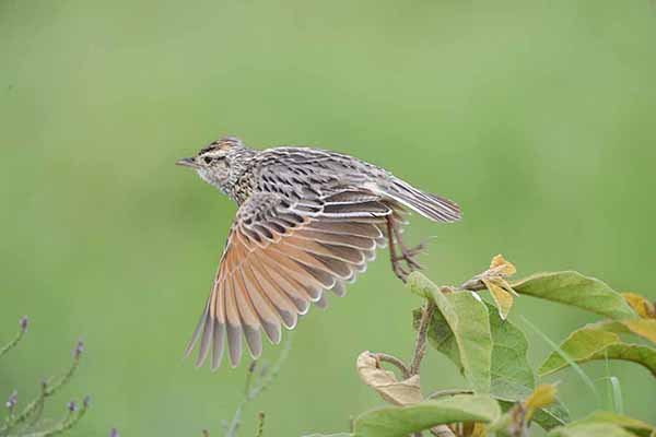 Skowroniec białosterny (Mirafra albicauda)