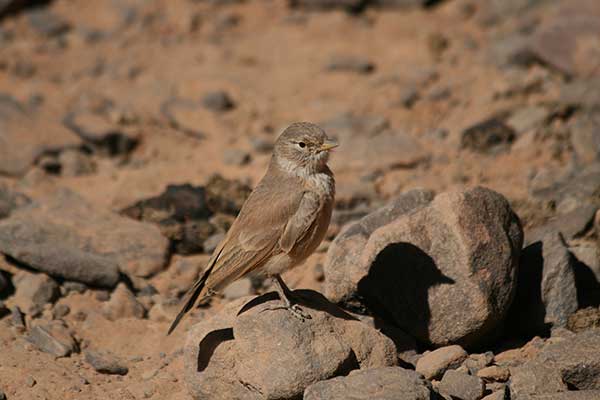 Skowronik piaskowy (Ammomanes deserti)