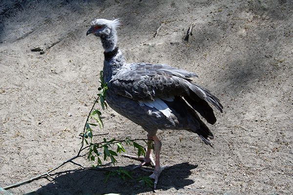 Skrzydłoszpon obrożny (Chauna torquata)