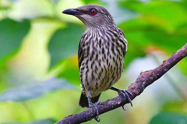 Skworczyk zielony (Aplonis panayensis)