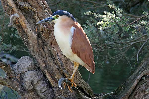 Ślepowron rdzawy (Nycticorax caledonicus)