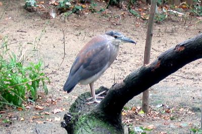 Ślepowron (zwyczajny) (Nycticorax nycticorax)