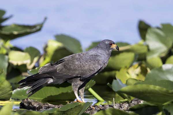 Ślimakojad czerwonooki (Rostrhamus sociabilis)