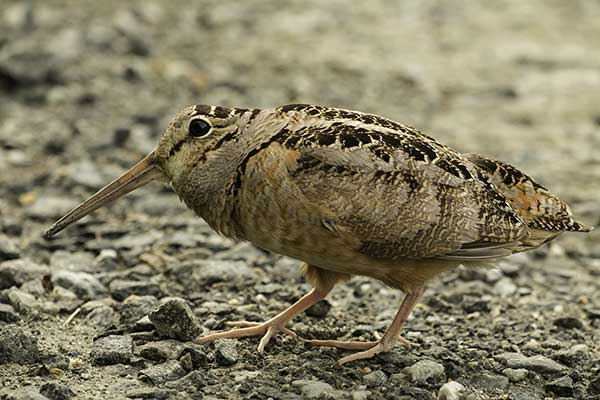 Słonka amerykańska (Scolopax minor)