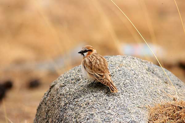 Śnieżka rdzawoszyja (Pyrgilauda ruficollis)