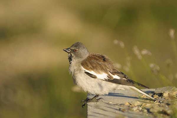 Śnieżka zwyczajna (Montifringilla nivalis)