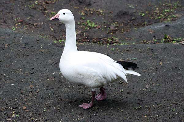 Śnieżyca duża (Anser caerulescens)