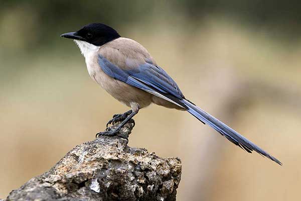 Sójka błękitna (Cyanopica cyanus)