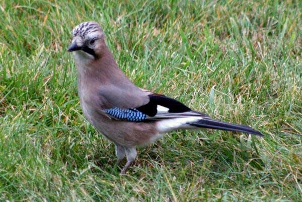 Sójka (zwyczajna) (Garrulus glandarius)